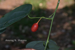 Erythropalum scandens